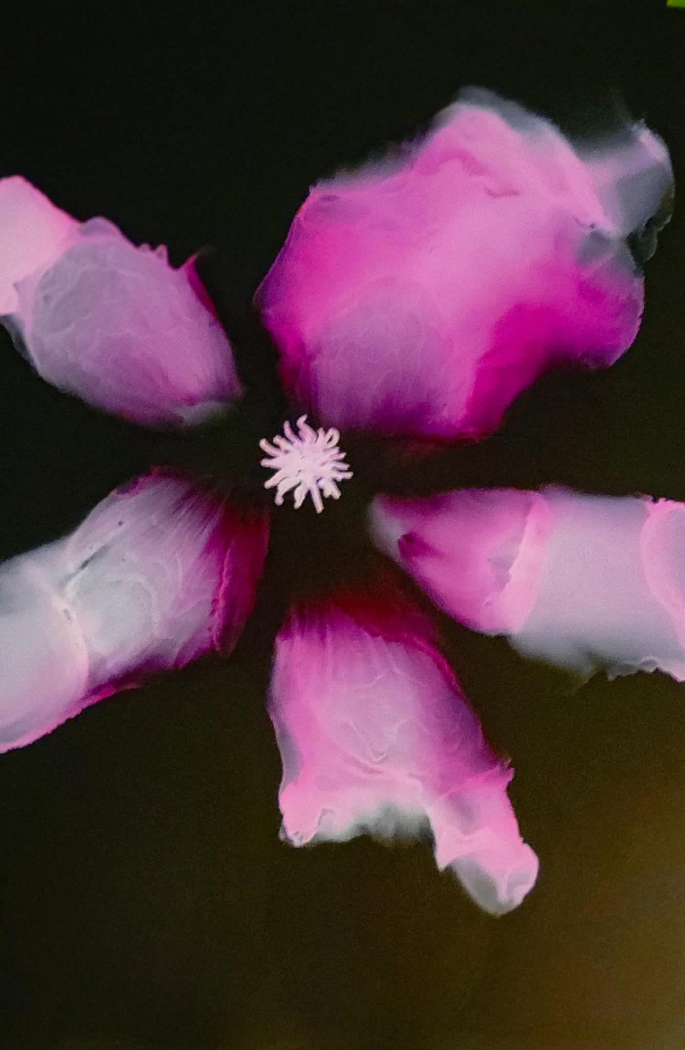 5/22 Alcohol Ink Flowers 6pm